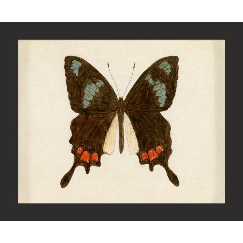 Unknown Animal Print - Hubbard Butterfly No. 559, giclee print, unframed