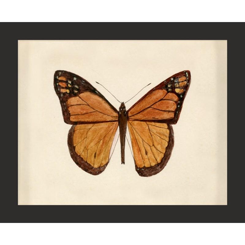 Unknown Animal Print - Hubbard Butterfly No. 62, giclee print, unframed