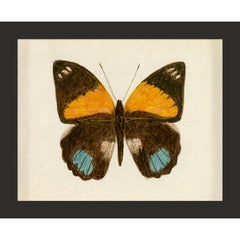 Hubbard Butterfly No. 725, giclee print, unframed