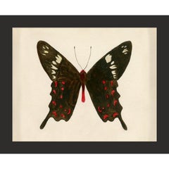 Hubbard Butterfly No. 913, giclee print, framed