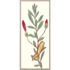 Hubbard Flowers No. 568, giclee print, framed