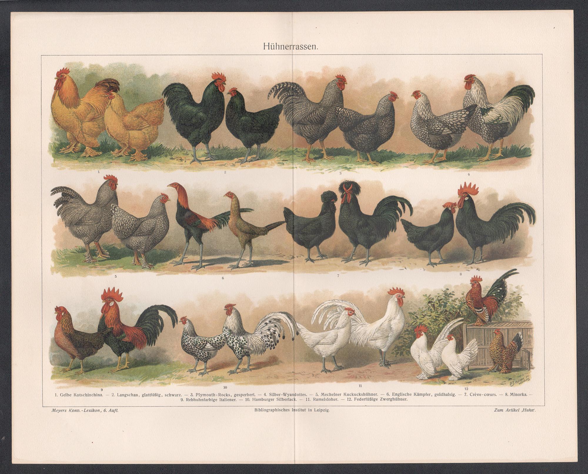 Huhnerrassen (Poultry Breeds), German antique chicken bird chromolithograph - Print by Unknown