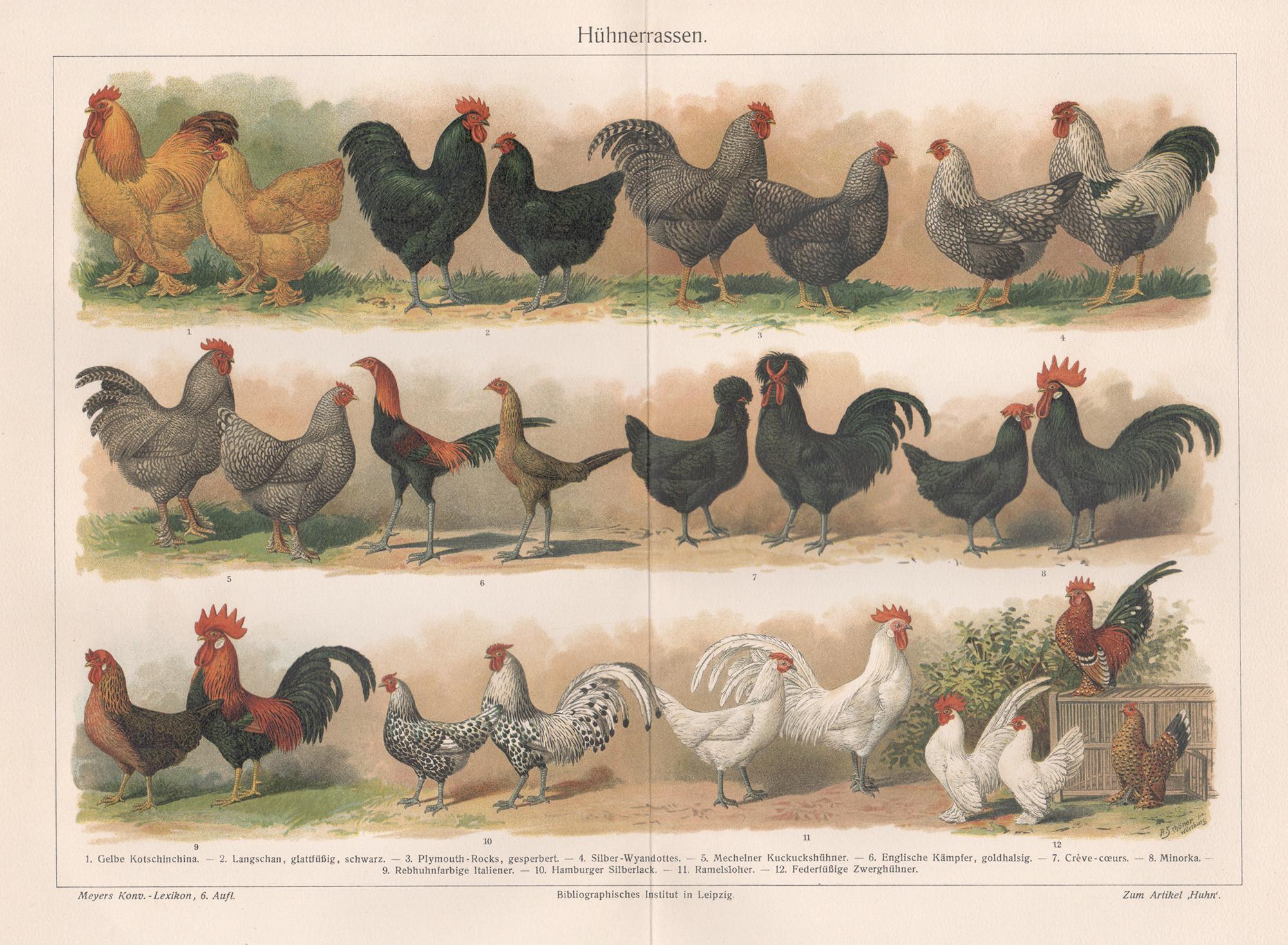 Huhnerrassen (Poultry Breeds), chromolithographie allemande ancienne d'oiseau poulet