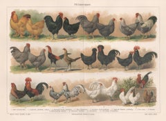 Huhnerrassen (Geflügel Breeds), deutsche antike chromolithographie eines Hühnervogels