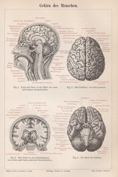 Human Brain, German Antique anatomical medical engraving print