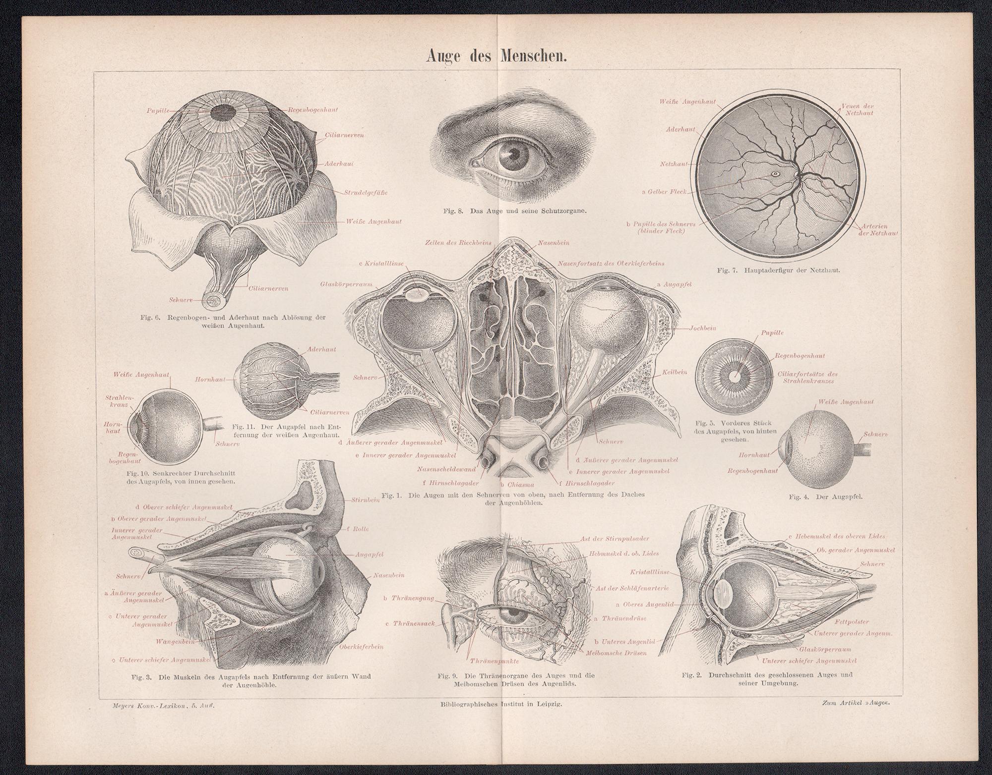 Human Eye, Deutsche antike medizinische Anatomie, Holzstichdruck mit Holzgravur – Print von Unknown