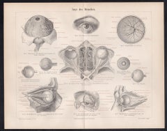 Human Eye, German antique medical anatomy wood-engraving print