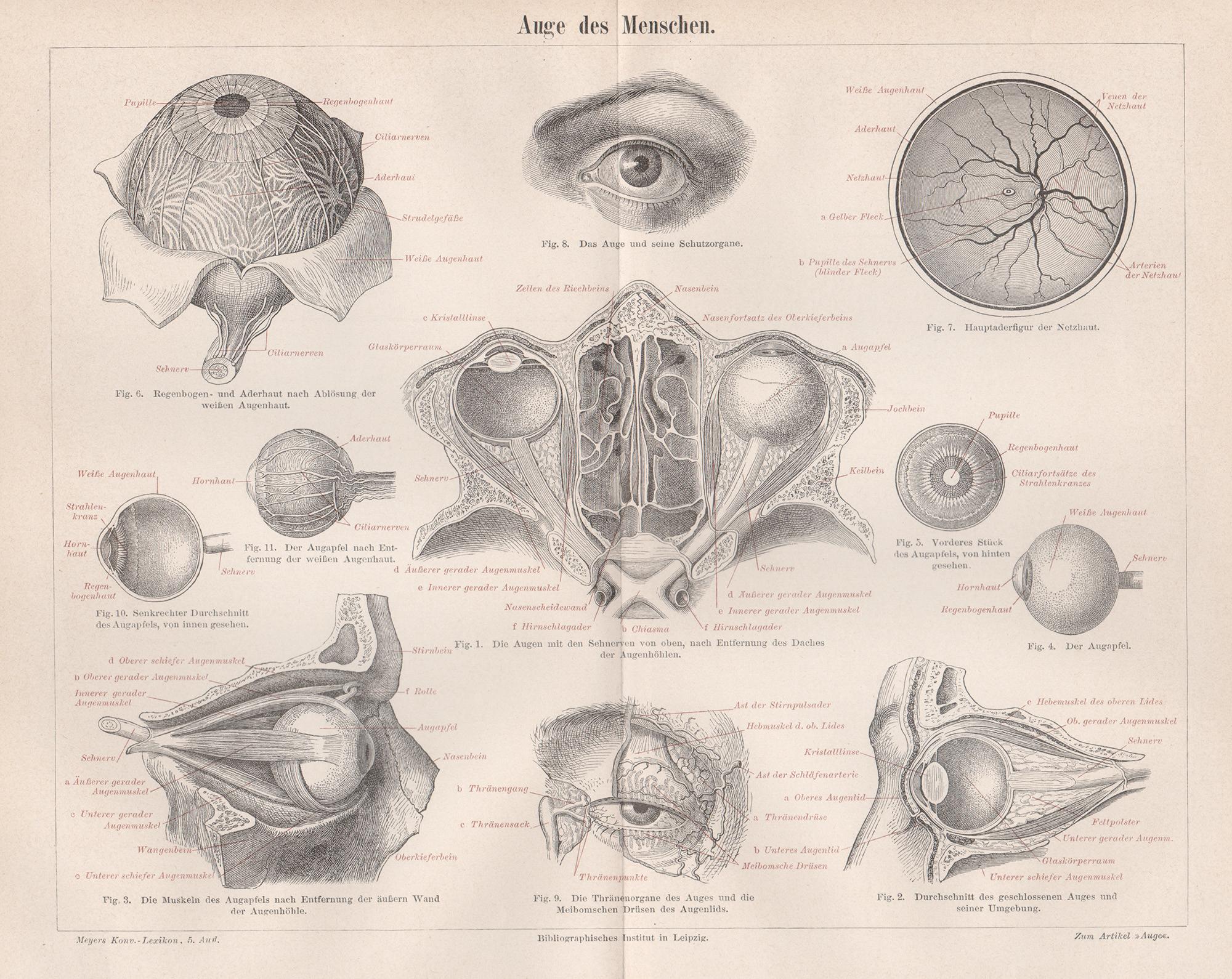 Unknown Still-Life Print – Human Eye, Deutsche antike medizinische Anatomie, Holzstichdruck mit Holzgravur