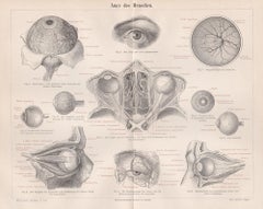 Human Eye, German Antique medical anatomy wood-engraving print