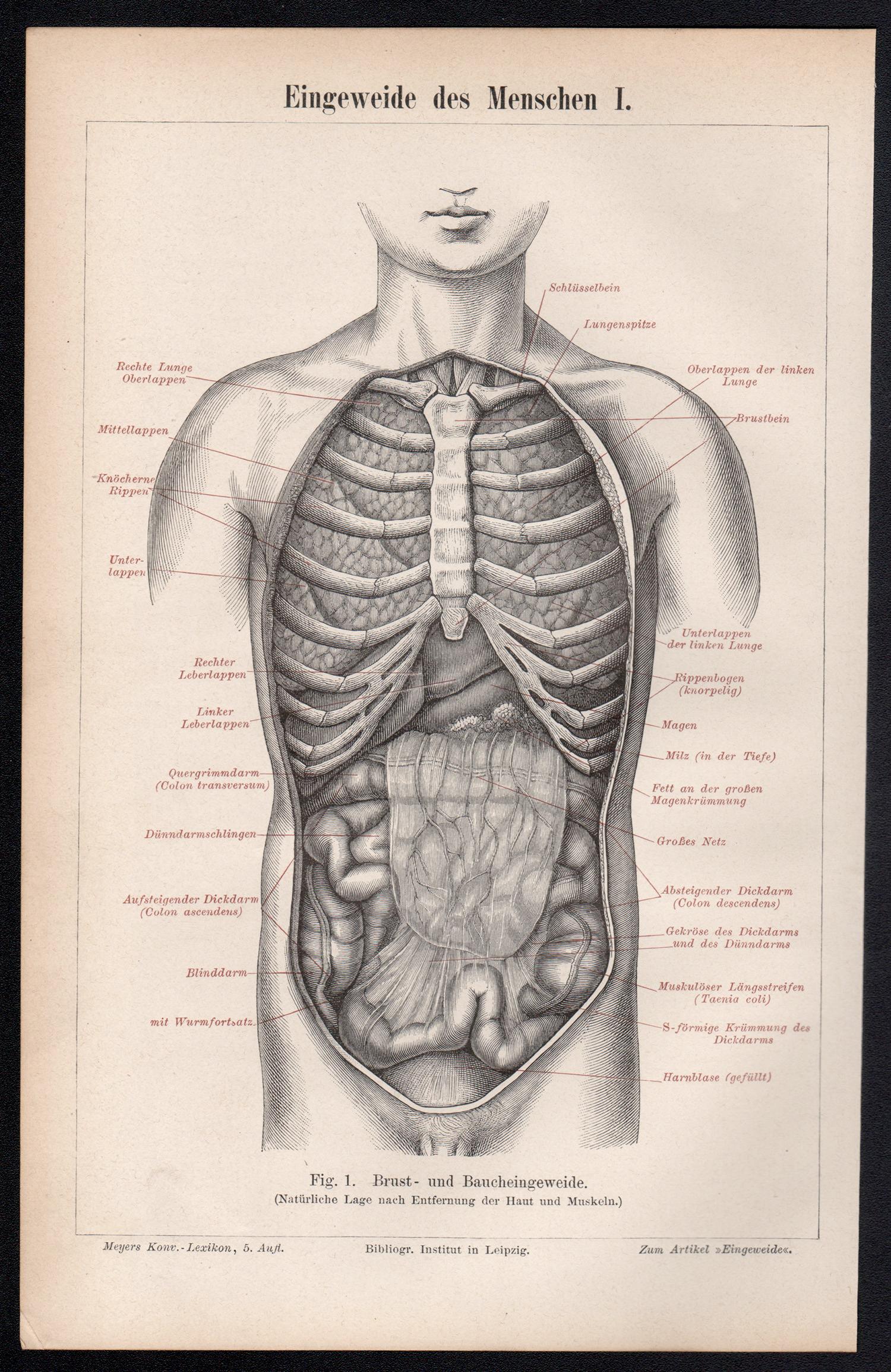 Intestino umano, stampa antica di incisione medica anatomica tedesca - Print di Unknown