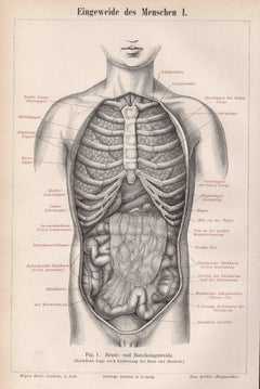 Human Intestines, German Antique anatomical medical engraving print