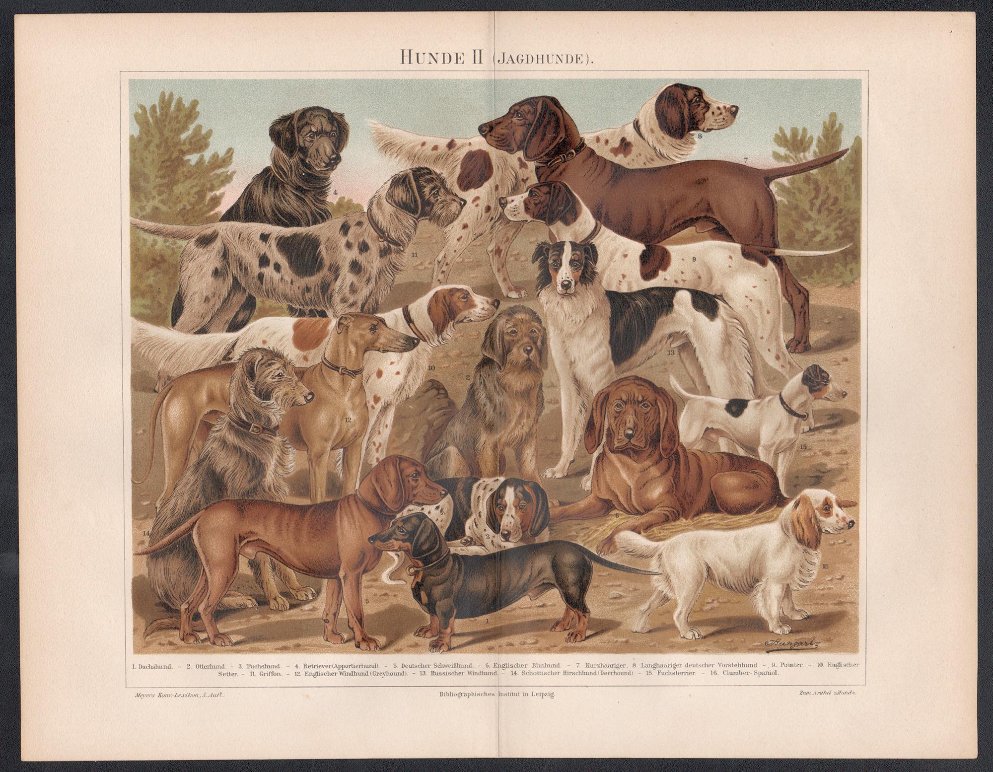 Hunde II (Hounds, Dogs) German antique animal chromolithograph print - Print by Unknown