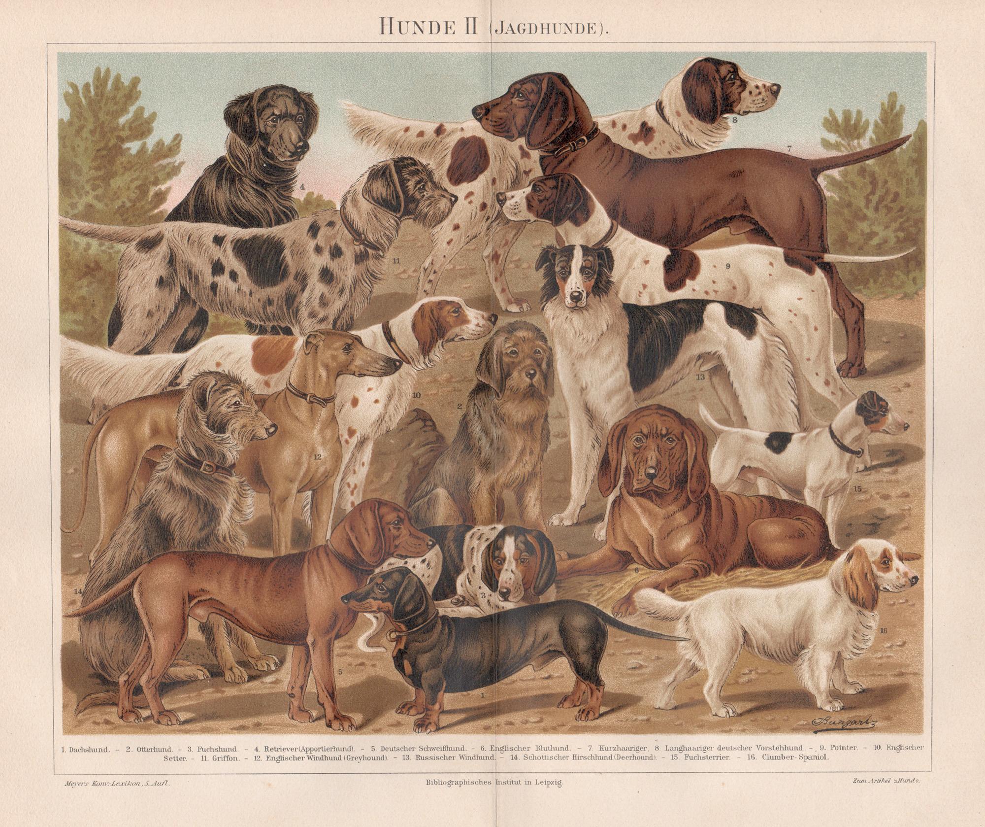 Hunde II (Hounds, Dogs) German antique animal chromolithograph print