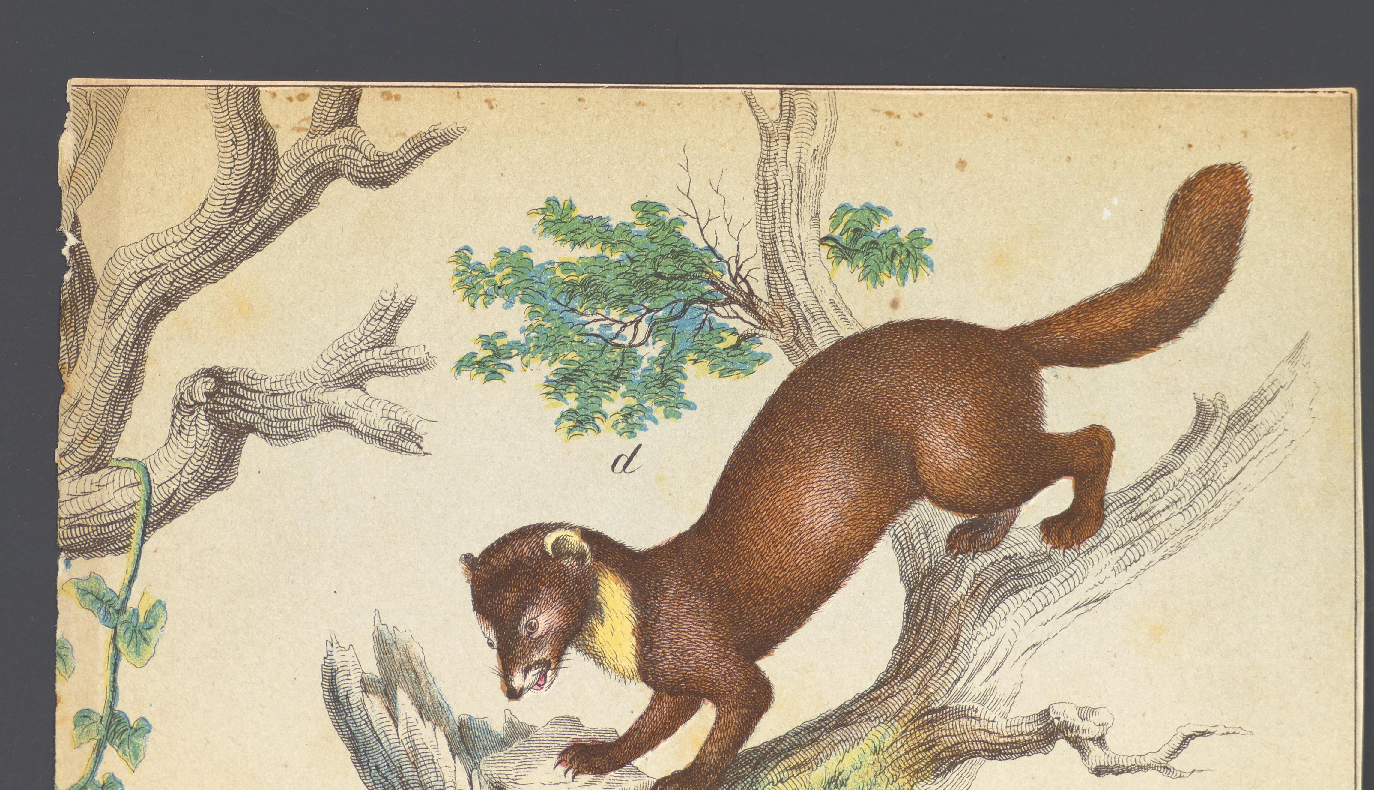 sable vs marten
