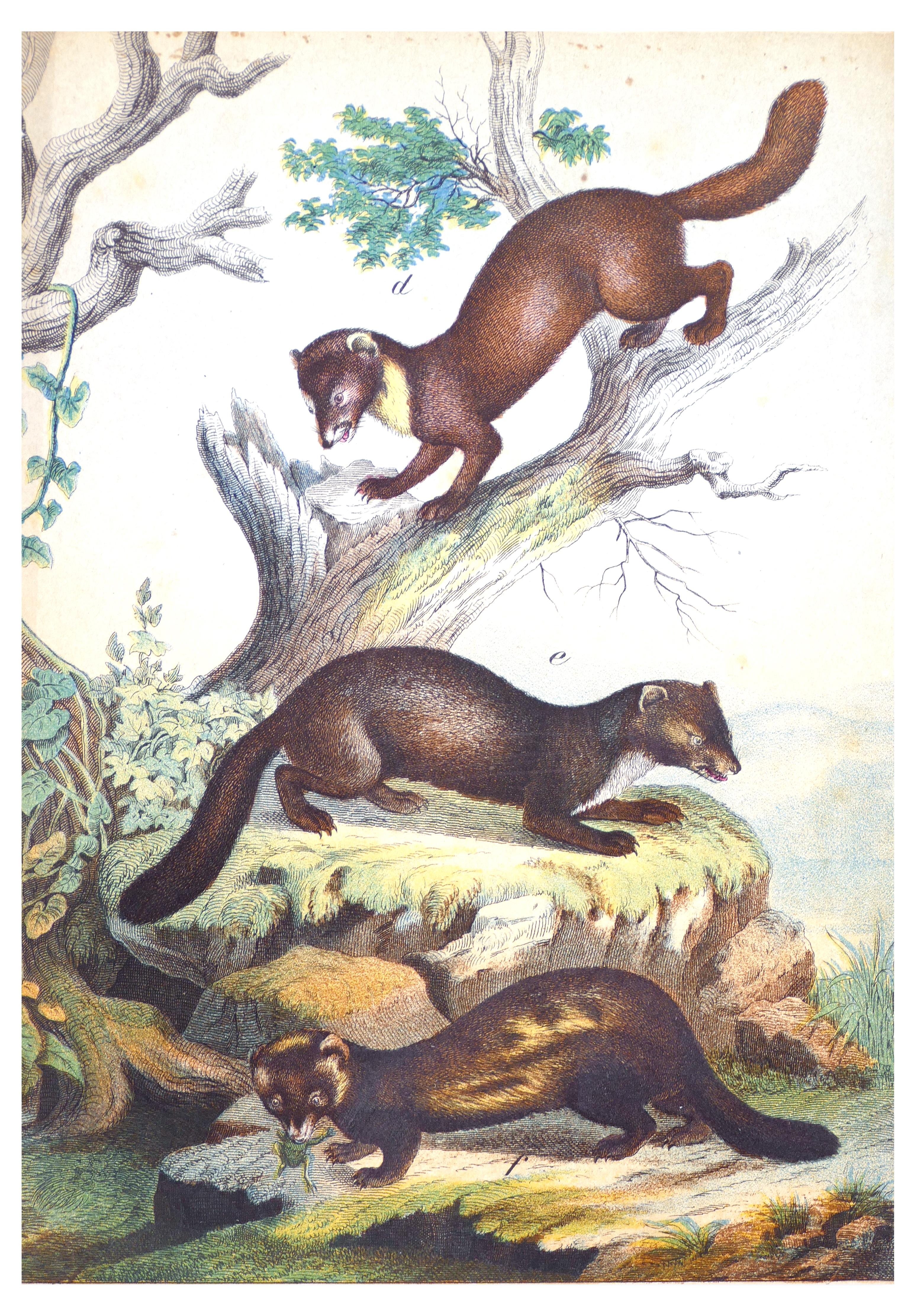 Hunting Animals - Original Lithograph - Late 19th Century