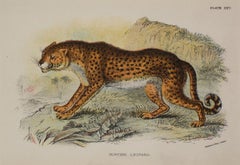 Hunting leopard Antique Print