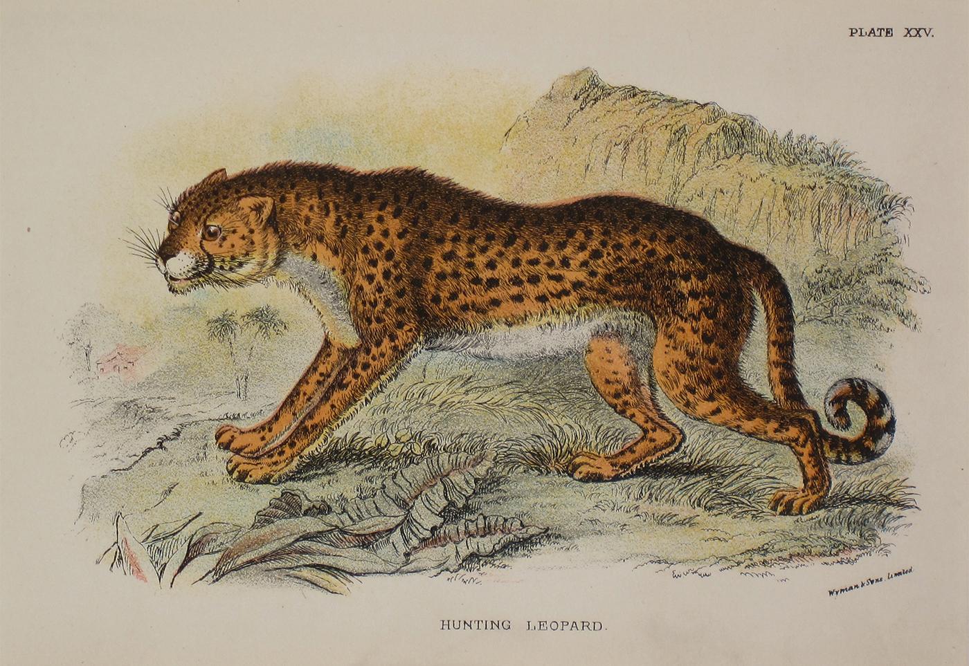 Unknown Animal Print - Hunting Leopard