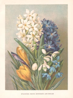 Hyacinths Crocus Snowdrops, chromolithographie botanique ancienne de fleurs, 1896