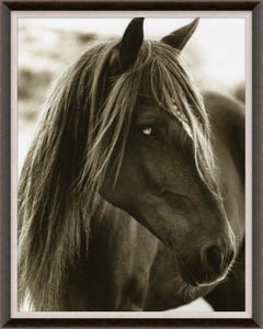 Hyden Horses: Pensive, giclee print, framed
