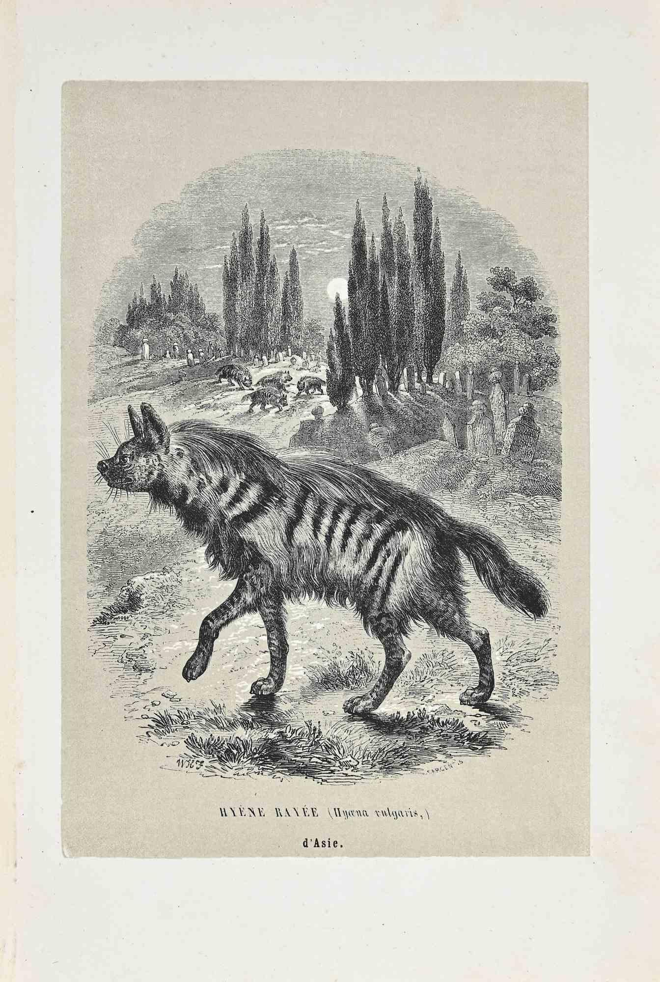 Hyena Of Asia - Original Lithograph by Paul Gervais - 1854