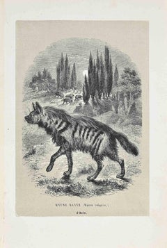 Hyena Of Asia - Lithographie originale de Paul Gervais - 1854