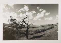 Stampa fotografica impressionistica di un albero di Luciana Pampalone in edizione limitata