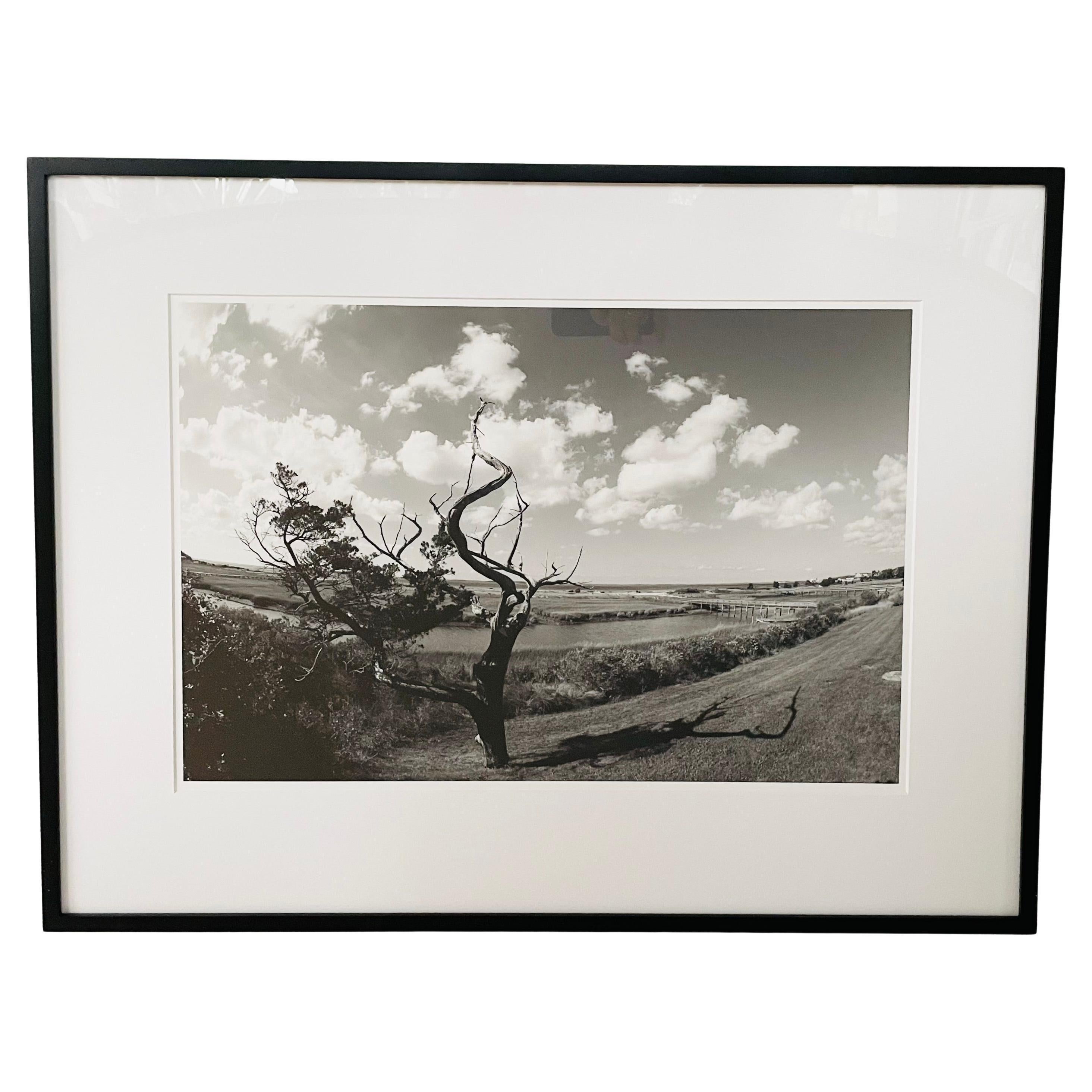 An impressionistic photography archival pigment print titled "Tree" by Luciana Pampalone ( American, 1961) limited edition 1/20 in black and white, framed and matted. The print comes with a certificate of authenticity. 

Dimensions: 25" W x 19.25" H