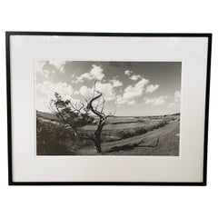 Impression photographique impressionniste d'un arbre par Luciana Pampalone - Édition limitée