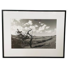 Impresión fotográfica impresionista de un árbol de Luciana Pampalone Edición limitada
