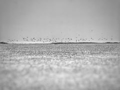 In Mais und Schnee, Archival Pigment Print von Joseph Rossano, 2019