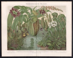 Insectivorous Plants, German antique botanical chromolithograph print