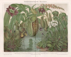 Insectivorous Plants, German antique botanical chromolithograph print