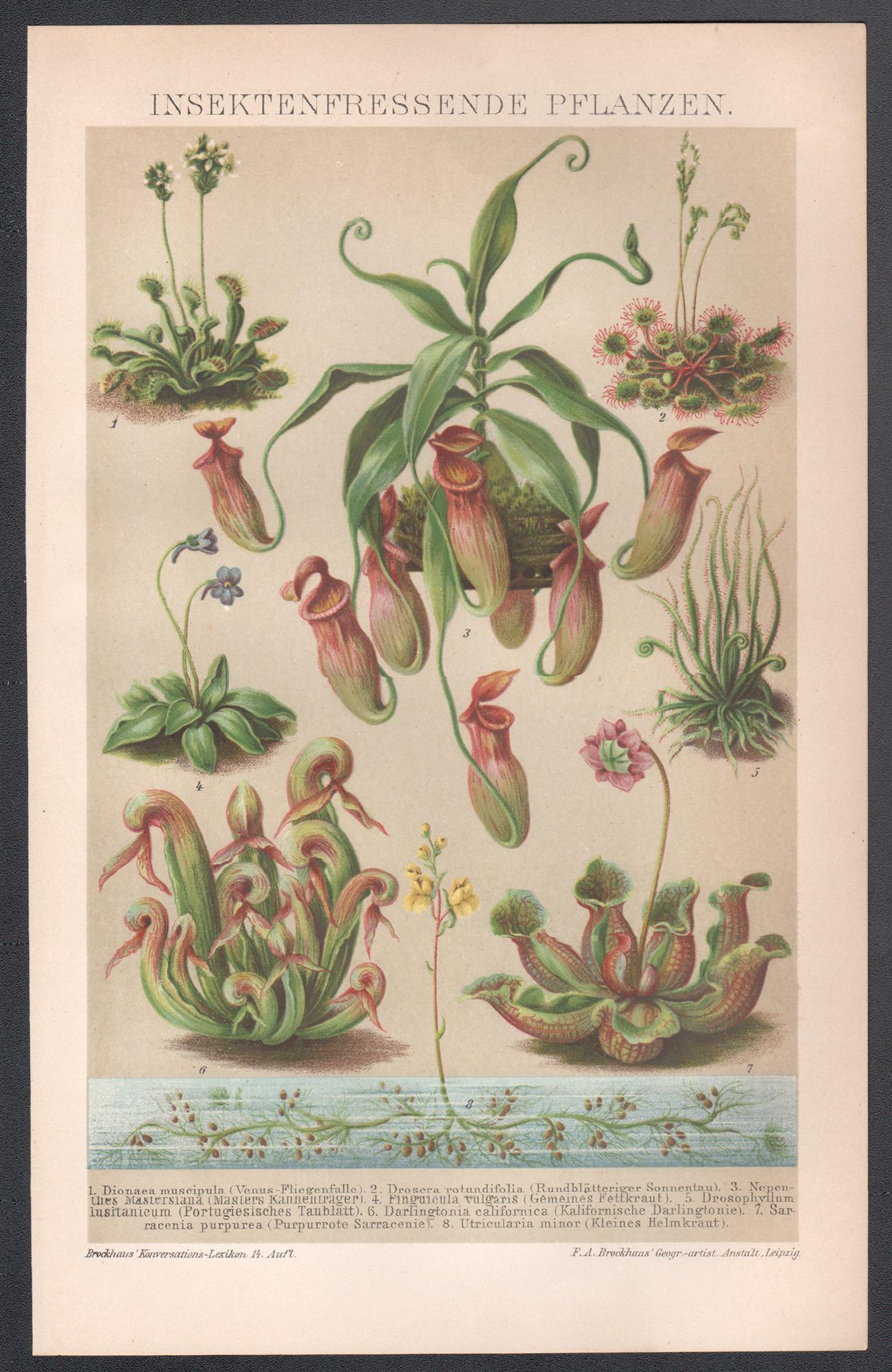 Insektenfressende Pflanzen ( Zierpflanzgefäße), deutscher antiker botanischer Druck – Print von Unknown
