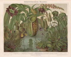 Insektenfressende Pflanzen (Carnivorous Plants), German antique botanical print