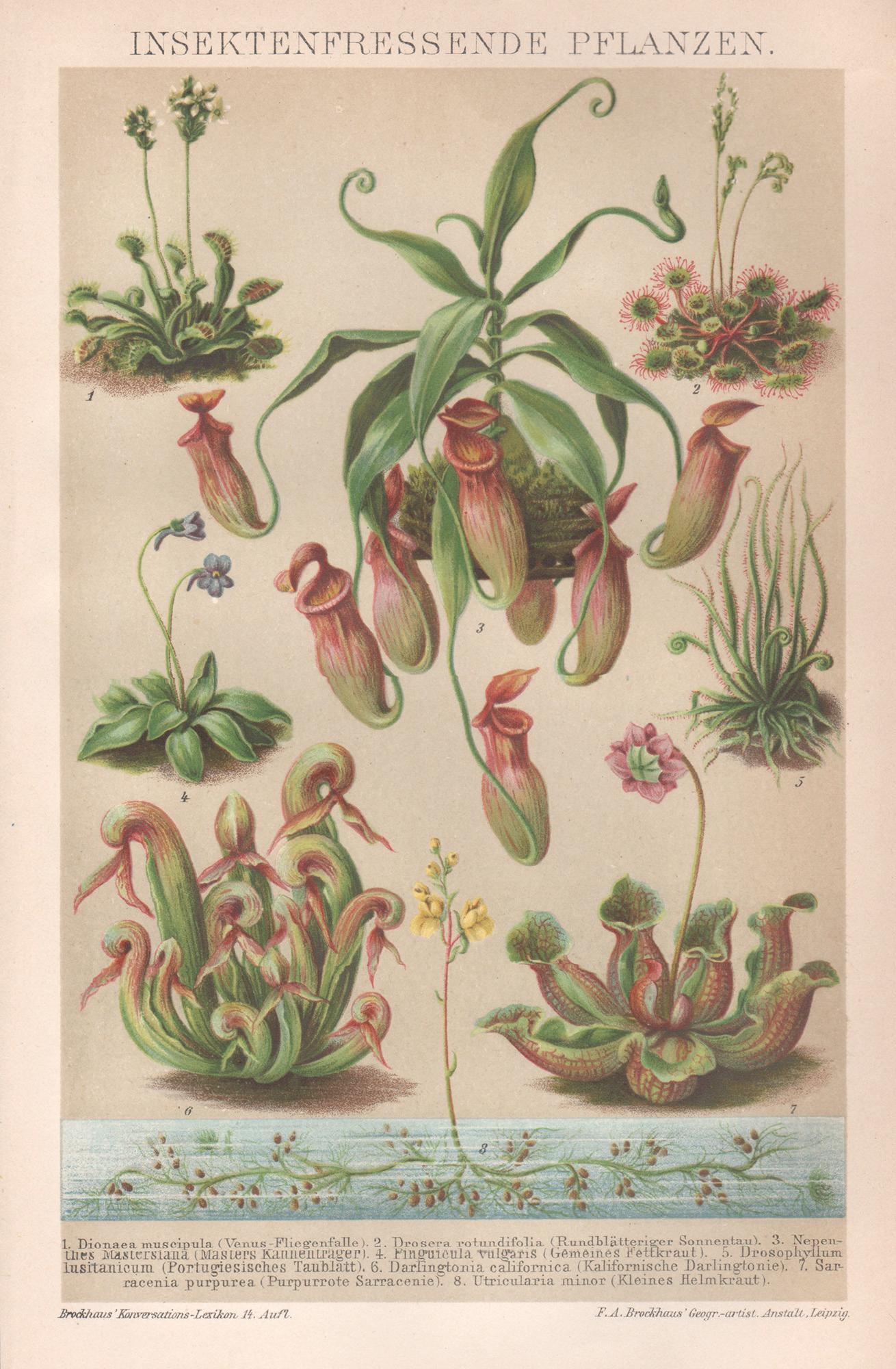 Unknown Still-Life Print – Insektenfressende Pflanzen ( Zierpflanzgefäße), deutscher antiker botanischer Druck