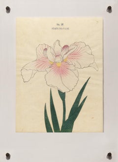 Antique Iris Kaempferi: No. 38 ASAHI-NO-NAMI