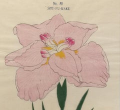 Iris Kaempferi: No. 58 SHU-FU-RAKU