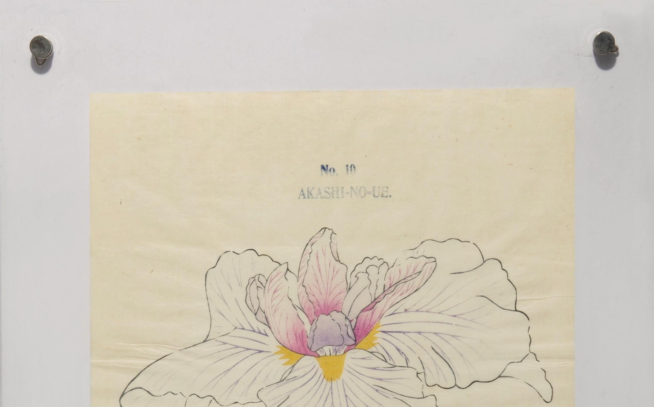 Iris Kaempferi: Nr.10 AKASHI-NO-UE – Print von Unknown