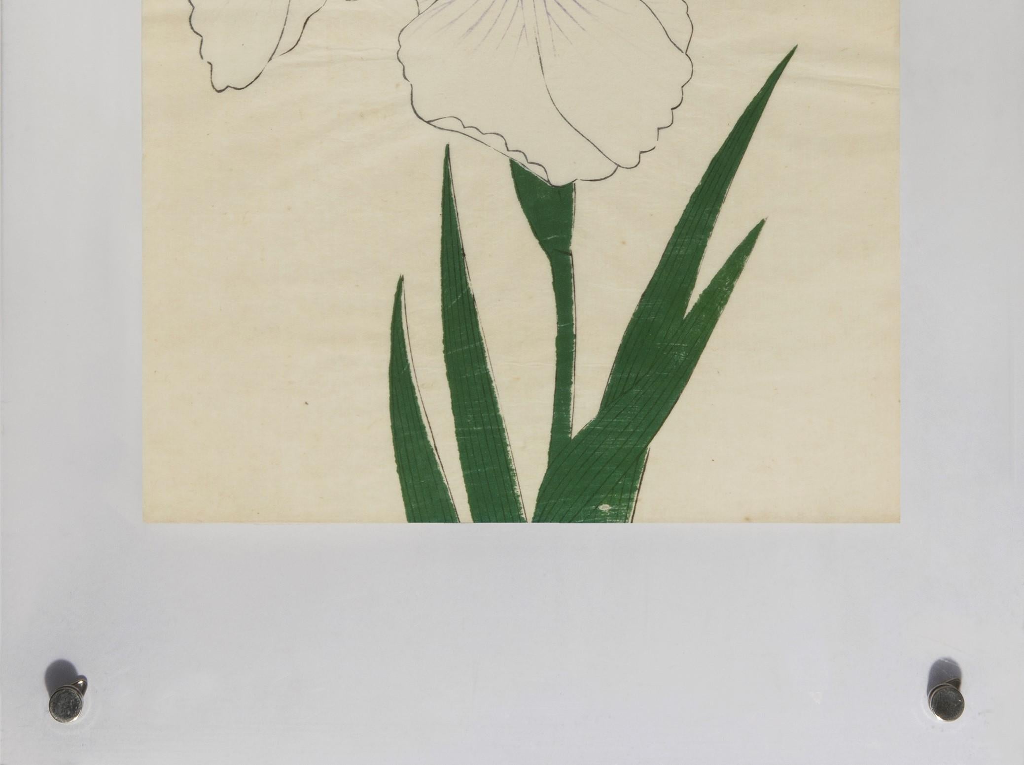 Iris Kaempferi: Nr.10 AKASHI-NO-UE (Naturalismus), Print, von Unknown