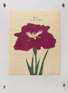 Antique Iris Kaempferi:  No.29 HIZUME-NO-HYOSHI