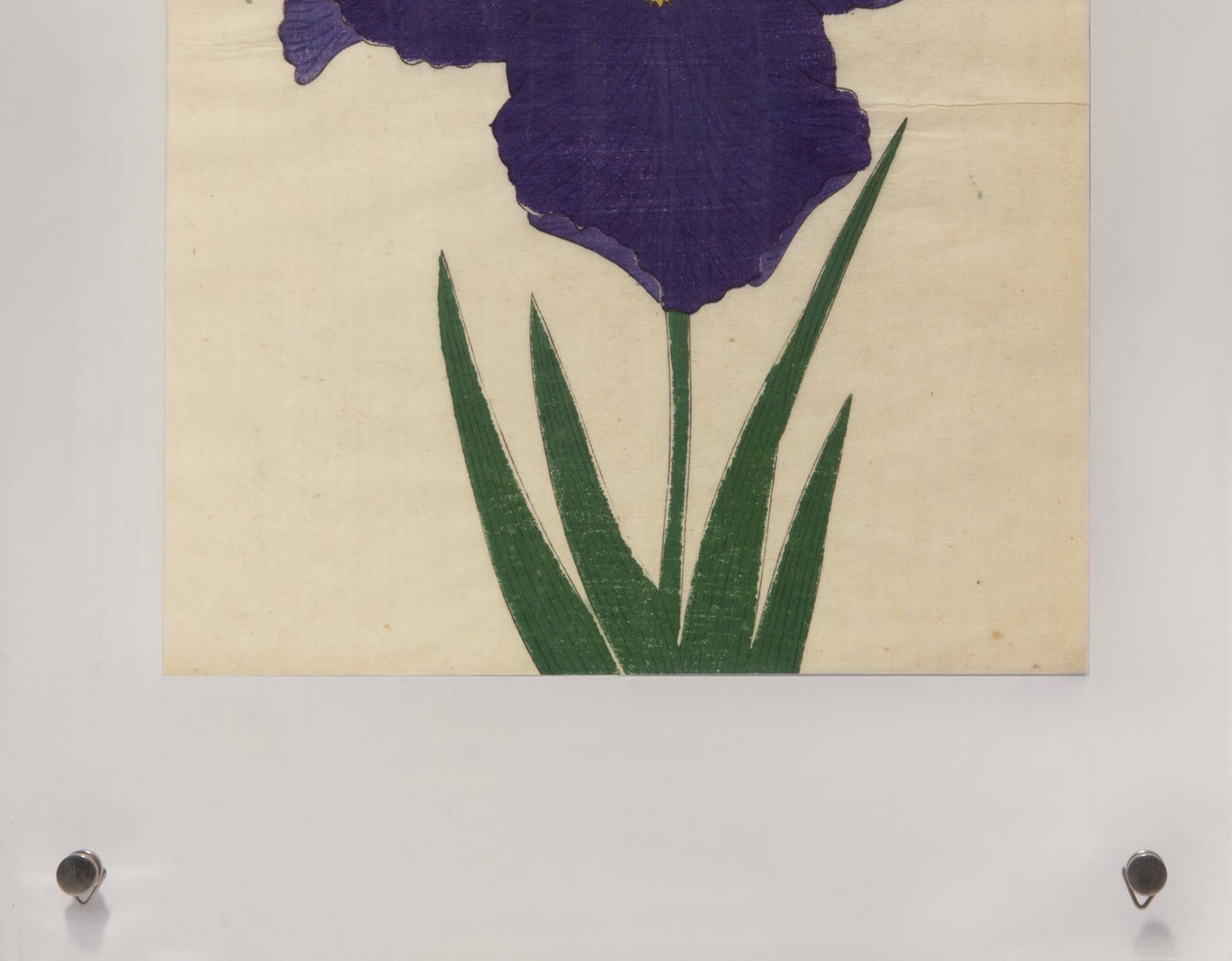 Iris Kaempferi: Nr.36 YEDO-JIMAN  (Naturalismus), Print, von Unknown