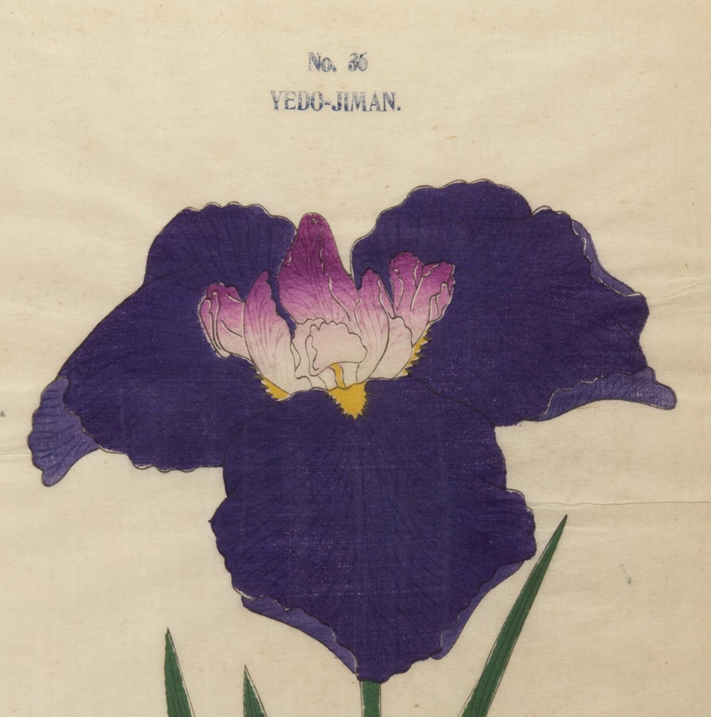 Iris Kaempferi: Nr.36 YEDO-JIMAN  (Braun), Still-Life Print, von Unknown