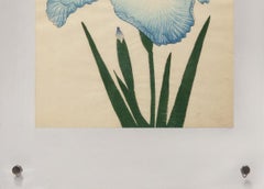 Iris Kaempferi: No.68 SAZANAMI