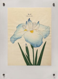 Antique Iris Kaempferi: No.68 SAZANAMI