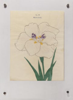 Iris Kaempferi : No.79 MANA-ZURU