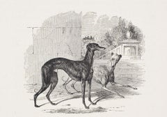 Italian Greyhounds, "Billy" and "Minnie"