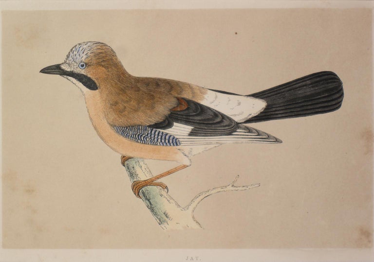 Unknown Jay For Sale at 1stdibs