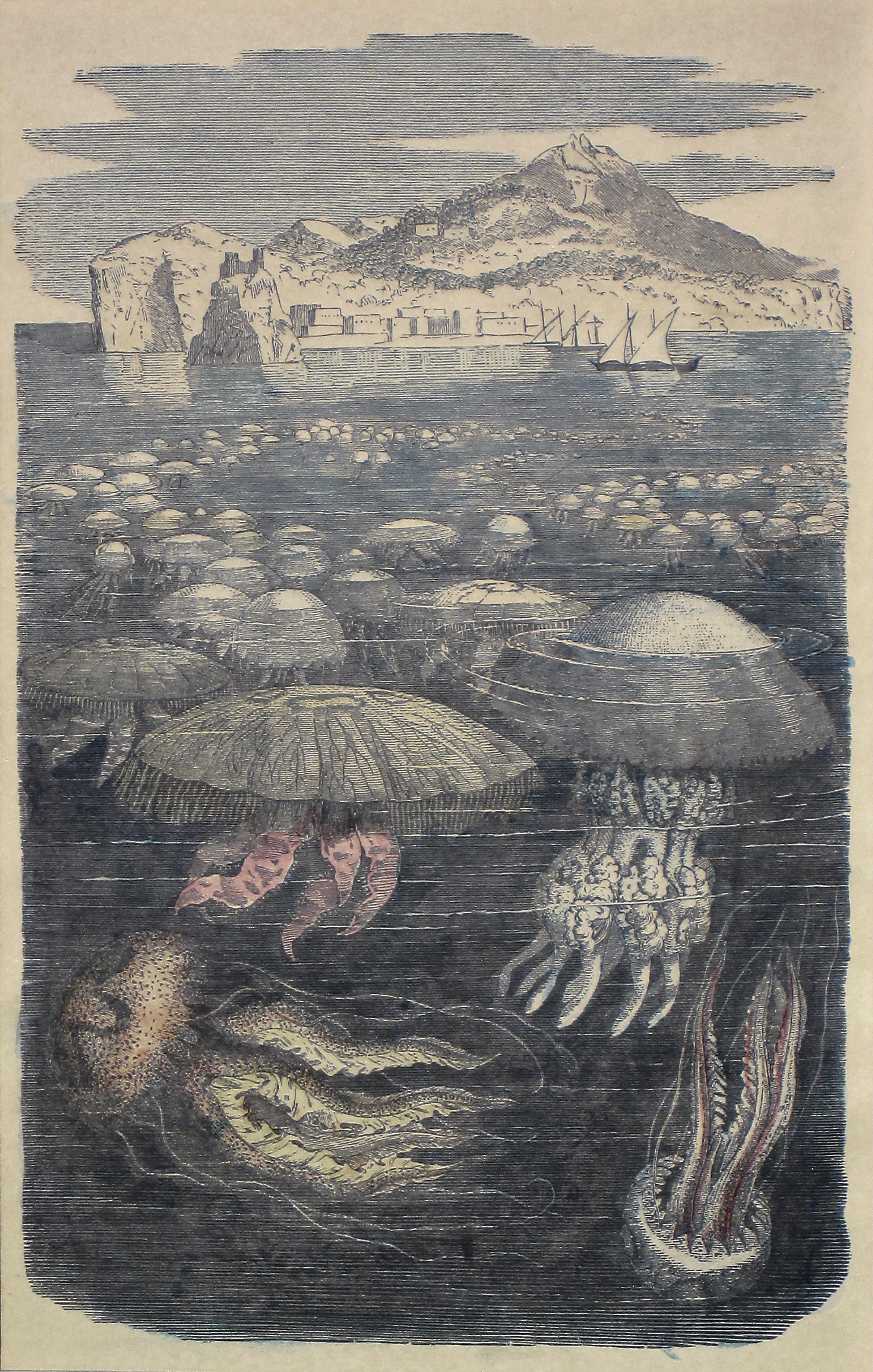 Unknown Animal Print - Jellyfish Antique Print