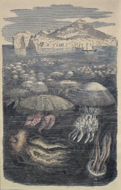 Jellyfish Antique Print