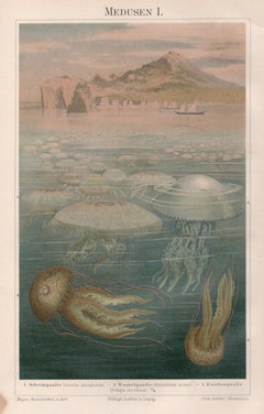 Jellyfish, German antique natural history underwater chromolithograph print